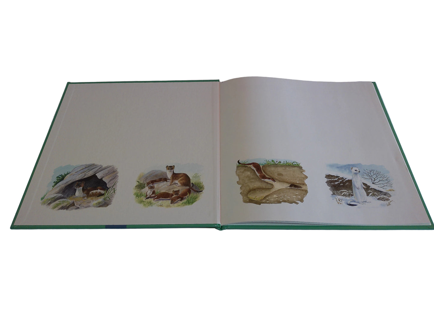 Trötsch Verlag Unsere Tiere in Feld und Flur, Ein Jahr in der Natur 22,7 cm x 22,7 cm